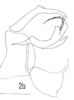 Aedeagus, lateral view on Bythopsyrna sumatrana Schmidt, 1904: (Observation).