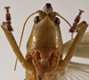 CollectionObject 1534486; c502f5fa-f03e-441e-9138-6497a997861a: female face (syntype of Conocephalus nigropunctatus). (CollectionObject).
