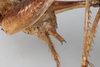 CollectionObject 1505596; 12a843f1-b3c7-4b55-80ef-1855a08ffb82: Male, lateral view (syntype). (CollectionObject).