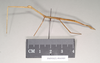 CollectionObject 1558001; NHMUK(SF IMPORT DUPLICATE) 844909, c78aab5a-793f-44bf-a38b-8755346809e4: copyright Natural History Museum, London. female, lateral view of synonym Gratidia hebraica (holotype). (CollectionObject).