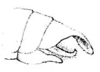 Paracosmophyllum atrodelineatum Brunner von Wattenwyl, 1891: Fig. 5 b. male abdomen tip, lateral view. (Otu).