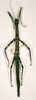 CollectionObject 1559766; 67819495-80d0-4294-b928-c64a8031fb66: copyright NHRS, Stockholm. female (holotype). (CollectionObject).