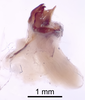 CollectionObject 1522860; f433d356-ecf2-47c0-bea5-0283d0563ff6: Male genitalia, lateral view (holotype). (CollectionObject).