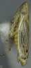 Habitus, lateral view on Arocephalus (Ariellus) punctum (Flor, 1861): Habitus, lateral view. (Observation).