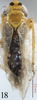 Habitus, dorsal view on Changwhania terauchii (Matsumura, 1915): (Observation).