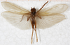 CollectionObject 1531283; 686a8d1e-bbd5-448a-9cef-03c5d533e458: female, dorsal view (holotype). (CollectionObject).