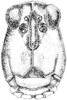 Tetrix brunnerii (Bolívar, 1887): Fig. 36. male, head, facial view. (Otu).