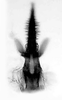Aedeagus, posterior view on Krocolidia rufilinea Dietrich, 2003: Male: aedeagus, posterior view. (Observation).