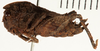 CollectionObject 1529880; NHRS 9354, 85f6fbd2-dd92-4107-94fd-0b082eba6321: female, lateral view (holotype). (CollectionObject).