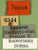 CollectionObject 1501277; cbc673ab-51ef-4bd0-903f-22c90b8675fb: labels (syntype). (CollectionObject).