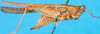 CollectionObject 1501973; 127e8ee6-8dbb-4de1-8722-e720b40ab9e0: female, lateral view (holotype). (CollectionObject).