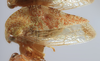 Habitus, lateral view: !! display not done !! on Cyrtolobus arizonae Ball, 1932: (Observation).