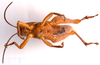 CollectionObject 2688180; CNMS 3816, c7449f7b-b0b0-46be-9c13-e56f7dc92573, CNMS 3816: ventral view. male (paratype). (CollectionObject).