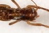 CollectionObject 1475002; 0c7dc88e-84d3-455e-a200-7f087d2be611: female, dorsal view (syntype). (CollectionObject).