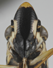 Head: !! display not done !! on Acrogonia virescens (Metcalf, 1949): Head. (Observation).