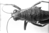 CollectionObject 1521357; 34909319-6304-49ed-87ca-5f6c9dbb7bd9: Image, Carbonell, C.S. at the British Museum, 1970. female head and pronotum, dorsal view (holotype or syntype of Ommatolampis peruviana). (CollectionObject).