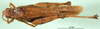 CollectionObject 1501536; 2da459fb-8e86-4094-8816-f02380b32c59, DORSA BA000229S01: female, dorsal view (holotype). (CollectionObject).