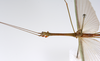 CollectionObject 1560025; e6a1366b-7f0b-45f3-a370-9011e91e14f1: copyright ZMUH, Hamburg. male: head & thorax, lateral view of synonym Necroscia inflata (syntype). (CollectionObject).;CollectionObject 1560026; f74f5d9a-9f4f-4c4b-b5e9-29193cdca0b0: copyright ZMUH, Hamburg. male: head & thorax, lateral view of synonym Necroscia inflata (syntype). (CollectionObject).