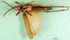 CollectionObject 1501057; e58dbd6b-4d47-4f74-a955-bba920733ce3: male, ventral view (lectotype). (CollectionObject).