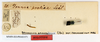 CollectionObject 1559015; cae173d8-86aa-4ff3-bfb3-cd66274cf657: copyright MNHN, Paris. male, labels of synonym Bacteria foliacea (holotype). (CollectionObject).