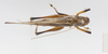 CollectionObject 1578223; 15a4a989-b64f-41f9-bff0-865db3461705: male, dorsal view. (CollectionObject).