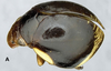 Habitus, lateral view on Orthorapha (Orthorapha) cassidioides Westwood, 1832: (Observation).
