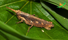 CollectionObject 2243691; Unioeste Cascavel K-0621, 920b9bf9-983a-4e54-b04a-10727b866356: Male, in vivo, lateral view. (CollectionObject).
