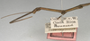 CollectionObject 1561479; NMW 686, 1ec8851f-cb4e-49a3-825d-d042f43bf06e: copyright NMW, Vienna. male: head and thorax, lateral view (syntype). (CollectionObject).