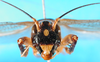 CollectionObject 1475026; 074e9c1a-0da0-4caa-991e-323bb774c6f3, MfN 3887: female, frontal view (holotype of Paragryllacris infuscata). (CollectionObject).