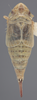 Habitus, dorsal view on Athysanella (Gladionura) emarginata (Osborn, 1930): Dorsal - female. (Observation).