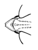 Phaeoparia lineaalba lineaalba (Linnaeus, 1764): Fig. 55. male fastigium, dorsal view. (Otu).