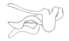 Chloropseustes leucotylus Rehn, 1918: Fig. 32B. phallic complex without epiphallus, lateral view. (Otu).