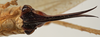 CollectionObject 1534586; 2892368b-cd27-40f1-9f89-7840d96ed5df: female subgenital plate (syntype). (CollectionObject).