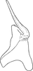 Stylus: Stylus. (Observation).