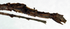 CollectionObject 1557842; 732aae4d-2a39-46be-8ba3-8ab215330a41: copyright NMW. female: end of abdomen (holotype). (CollectionObject).