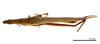 CollectionObject 1538215; c9cc2101-506e-4158-abe6-879d12152ad3: male, dorsal view (holotype of Acrida bara). (CollectionObject).