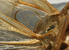 CollectionObject 1535041; 62e50921-dcb8-4dc6-874a-ec05c024a037: male stridulatory apparatus (lectotype). (CollectionObject).