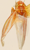 Habitus, dorsal view: !! display not done !! on Erythridula cauta (Beamer, 1935): Habitus (holotype, KSEM collection). (Observation).