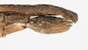 CollectionObject 1561456; 210b211b-1ca0-4b94-8d3e-219cefd491d5: copyright MHNG Geneva. female: end of abdomen, lateral view (holotype). (CollectionObject).