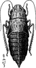 Nymph: !! display not done !! on Gyponana (Gyponana) octolineata (Say, 1825): (Observation).