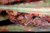 CollectionObject 1500640; 8569f306-b1e4-4148-a76a-1efe8f8ac301, DORSA BTstedilS01: female ovipositor (lectotype). (CollectionObject).