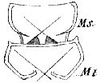 Peracca (Odontoconus) spinipes (Fritze, 1908): female sternum (from 1908 Carl, J., Mitt. Schweiz. entom. Ges. 11). (Otu).