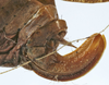 female ovipositor (holotype of permaculata). Depicts CollectionObject 1539801; f2065e3d-673c-41b6-81db-e433bb3e4acc, a CollectionObject.