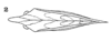 Habitus, dorsal view: !! display not done !! on Membracis suctifructus Boulard & Couturier, 1991: (Observation).
