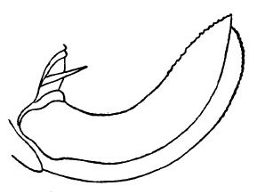 Fig. 17. ovipositor (length 5.5 mm). Depicts Hyperphrona signata Rehn, 1907, an Otu.
