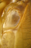 CollectionObject 1476144; 7f1c841b-e43b-4a4a-8528-5065deb643d9: male right stridulatory area (holotype). (CollectionObject).
