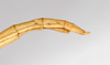 CollectionObject 1559318; 5318f452-c1cc-4d8b-ba89-4d4568f43735: copyright MNCH, Madrid. female: end of abdomen, lateral view (paralectotype). (CollectionObject).;CollectionObject 1559319; 4145f06e-6e37-4c0b-96c4-3380581d5a02: copyright MNCH, Madrid. female: end of abdomen, lateral view (paralectotype). (CollectionObject).