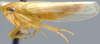Habitus, lateral view: !! display not done !! on Chlorotettix Van Duzee, 1892: Chlorotettix unicolor, lateral habitus (INHS). (Observation).