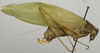 CollectionObject 1535916; f6c7ff0c-74bc-4909-bf0d-268cb19451df: female, lateral view (syntype). (CollectionObject).