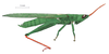 Belosacris coccineipes (Bruner, 1906): male, lateral view. (Otu).